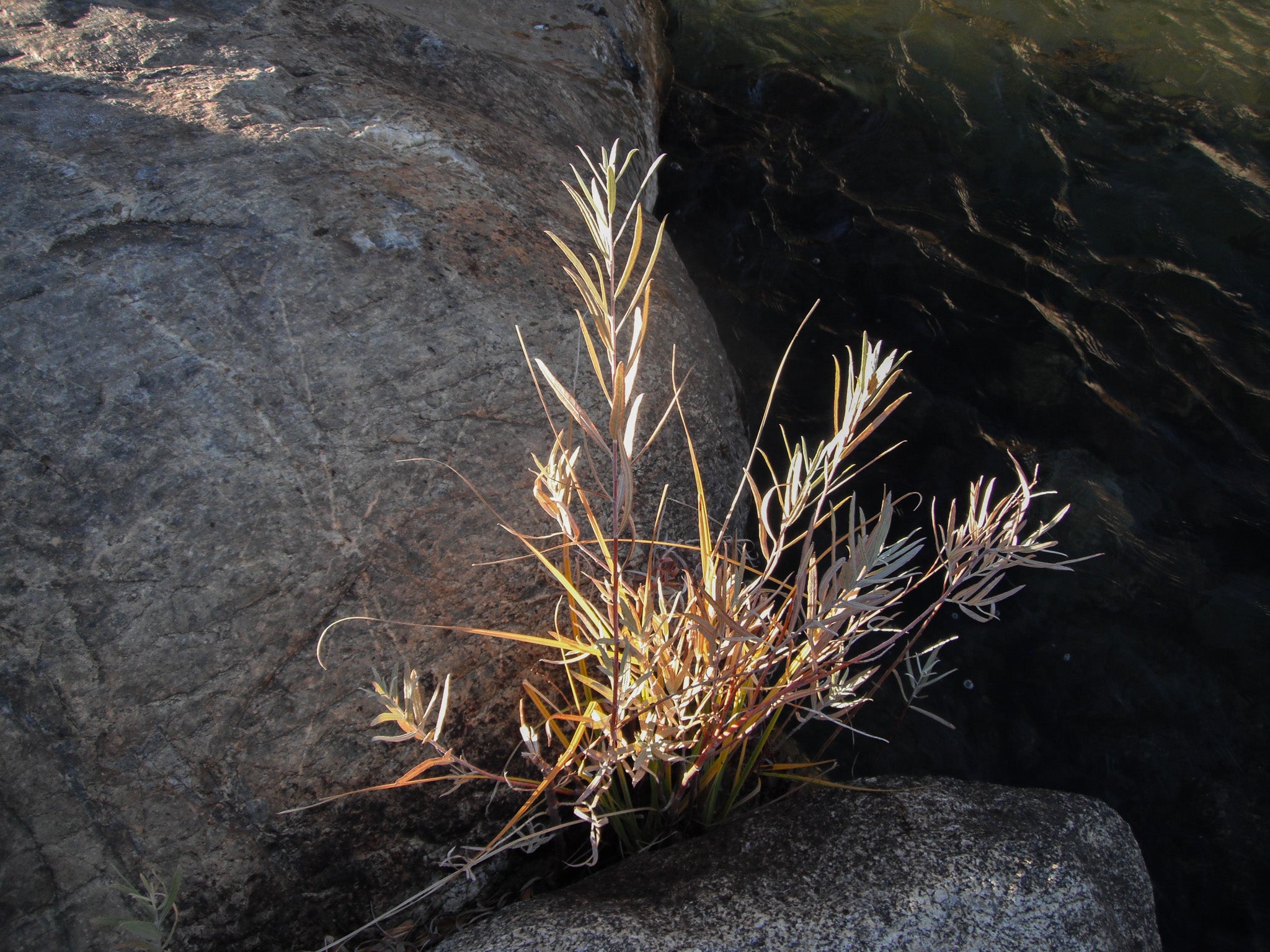 Plant growing on a rock with water in the background